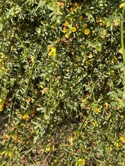 Acmispon junceus junceus