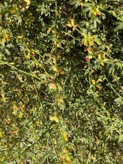 Acmispon junceus junceus