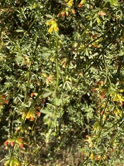 Acmispon junceus junceus