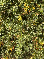 Acmispon junceus junceus