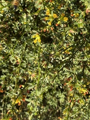 Acmispon junceus junceus