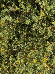 Acmispon junceus junceus