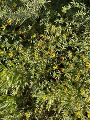 Acmispon junceus junceus