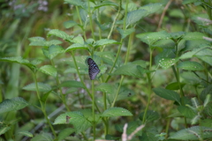 Ideopsis vulgaris macrina