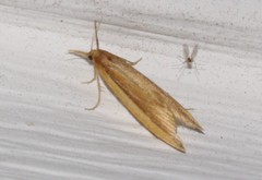 Donacaula albicostellus