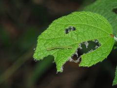 Xanthodes transversa