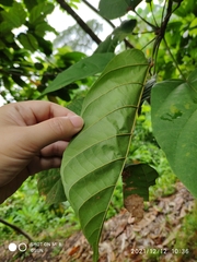 Sterculia oblongata
