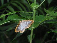 Epobeidia lucifera extranigricans
