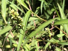 Persicaria subsessilis