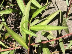 Persicaria subsessilis