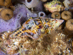 Latirus polygonus