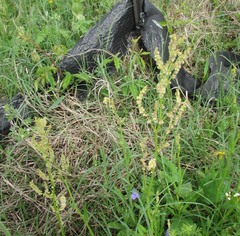 Rumex hastatulus