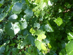 Vitis monticola