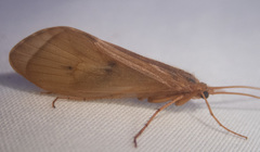 Onocosmoecus unicolor