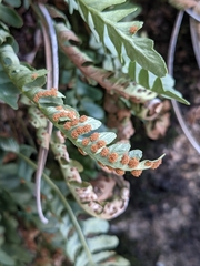 Polypodium saximontanum