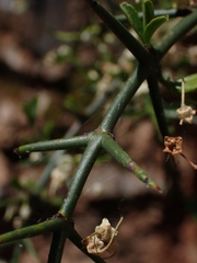 Discaria pubescens