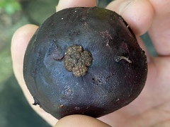 Garcinia warrenii