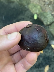 Garcinia warrenii