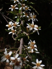 Olearia erubescens