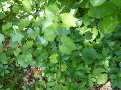 Vitis monticola