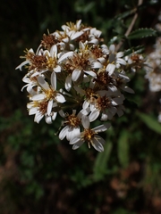 Olearia erubescens