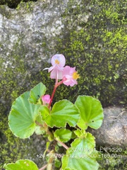 Begonia semperflorens-cultorum