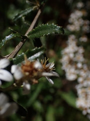 Olearia erubescens