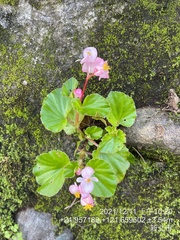 Begonia semperflorens-cultorum