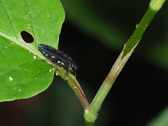 Agrilus auropictus