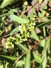 Persicaria subsessilis