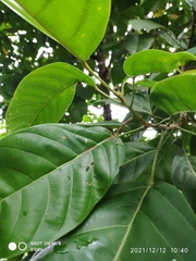 Sterculia parviflora