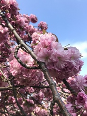 Prunus rosea