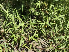 Persicaria subsessilis