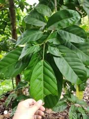 Sterculia parviflora