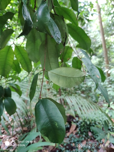 Syzygium filiforme observed 2021-12-12