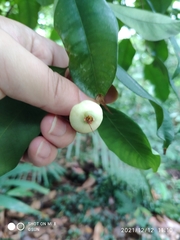 Syzygium filiforme