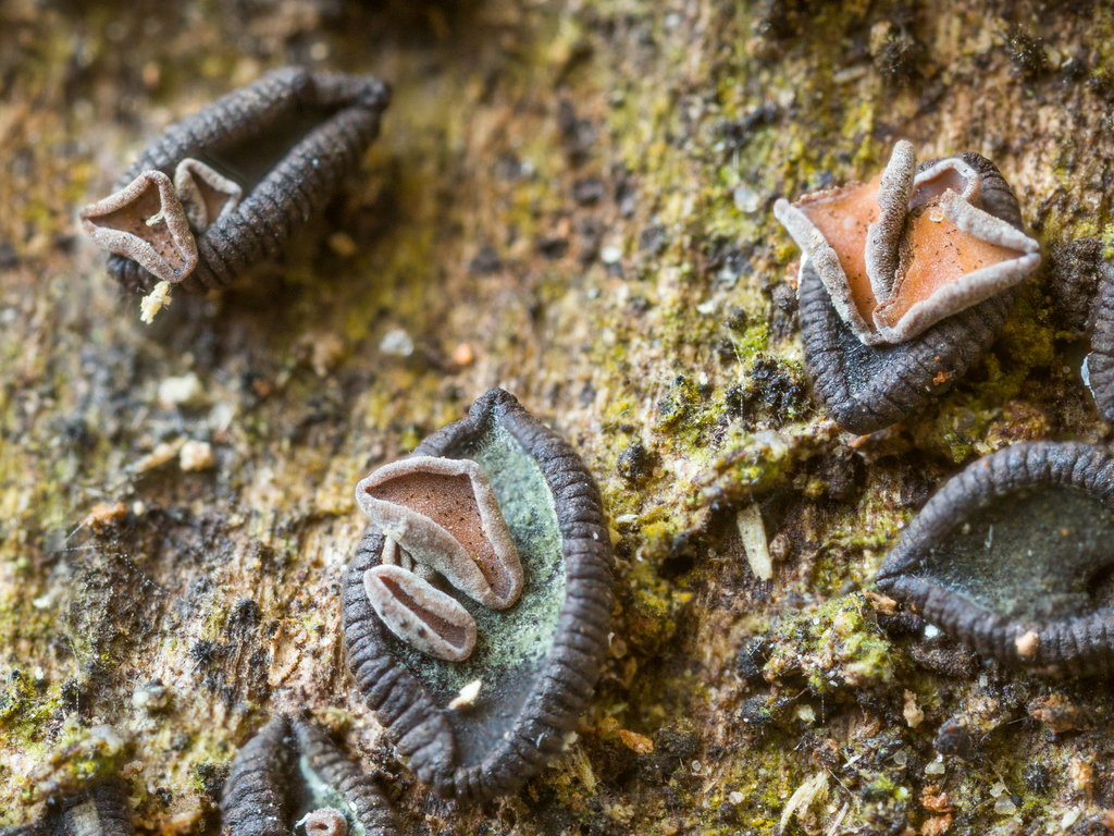 Unguiculariopsis ravenelii