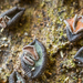 Unguiculariopsis ravenelii - Photo (c) Danny Newman, algunos derechos reservados (CC BY-NC-SA), subido por Danny Newman