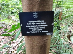 Syzygium filiforme