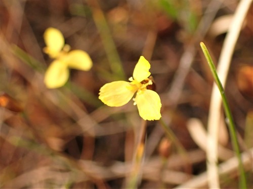 Image of Xyris montana by (c) Louis Imbeau, some rights reserved (CC BY)