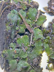 Riccia billardieri