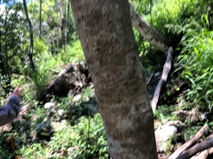 Cryptocarya bidwillii