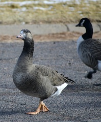Anser anser × Branta canadensis