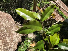 Cryptocarya bidwillii