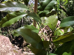 Cryptocarya bidwillii