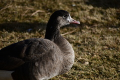 Anser anser × Branta canadensis