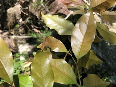 Cryptocarya bidwillii