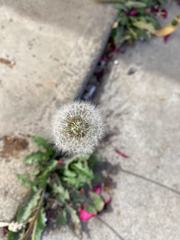 Taraxacum
