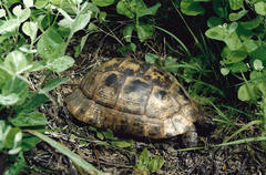 Testudo graeca