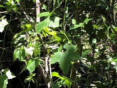 Trichosanthes subvelutina